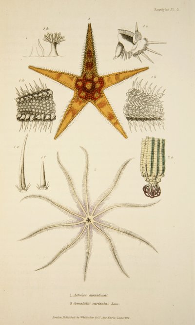 Asterias aurantiaca e Comatula carinata, da The Mollusca and Radiata, pub. 1833 da English School